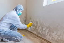 Best Black Mold Removal in USA