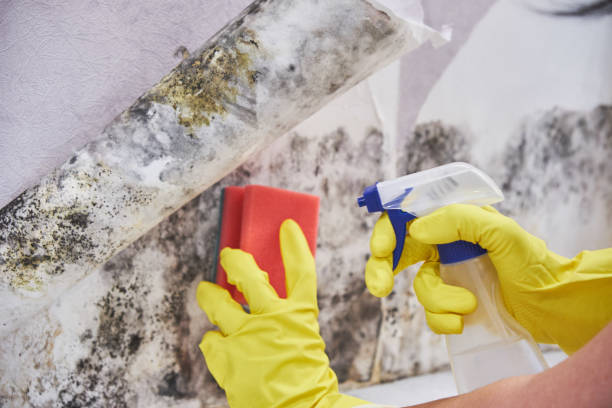 Best Mold Removal for HVAC Installations in USA